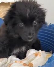 COCO, Hund, Mischlingshund in Plettenberg - Bild 4