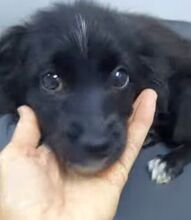 COCO, Hund, Mischlingshund in Plettenberg - Bild 5