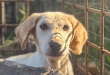HOPE, Hund, Dackel-Maremmano-Mix in Italien - Bild 1