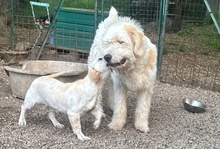 HOPE, Hund, Dackel-Maremmano-Mix in Italien - Bild 10