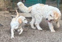HOPE, Hund, Dackel-Maremmano-Mix in Italien - Bild 11