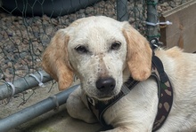 HOPE, Hund, Dackel-Maremmano-Mix in Italien - Bild 12