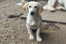 HOPE, Hund, Dackel-Maremmano-Mix in Italien - Bild 2