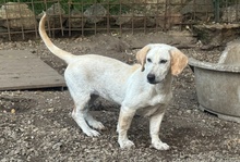 HOPE, Hund, Dackel-Maremmano-Mix in Italien - Bild 3