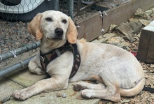 HOPE, Hund, Dackel-Maremmano-Mix in Italien - Bild 4