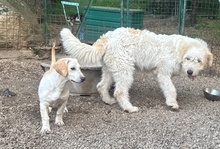 HOPE, Hund, Dackel-Maremmano-Mix in Italien - Bild 5