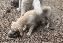 HOPE, Hund, Dackel-Maremmano-Mix in Italien - Bild 6