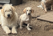HOPE, Hund, Dackel-Maremmano-Mix in Italien - Bild 7