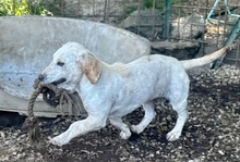 HOPE, Hund, Dackel-Maremmano-Mix in Italien - Bild 8