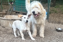 HOPE, Hund, Dackel-Maremmano-Mix in Italien - Bild 9