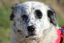 PIPPA, Hund, Mischlingshund in Griechenland - Bild 1