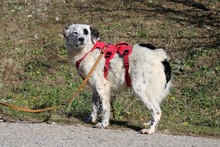 PIPPA, Hund, Mischlingshund in Griechenland - Bild 2