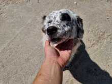 PIPPA, Hund, Mischlingshund in Griechenland - Bild 3