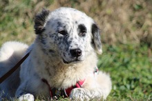 PIPPA, Hund, Mischlingshund in Griechenland - Bild 4