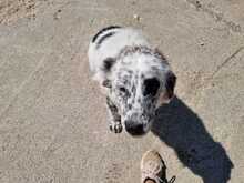 PIPPA, Hund, Mischlingshund in Griechenland - Bild 5