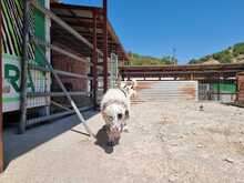 PIPPA, Hund, Mischlingshund in Griechenland - Bild 6