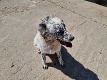 PIPPA, Hund, Mischlingshund in Griechenland - Bild 7
