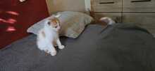 NIO, Katze, Europäisch Kurzhaar-Mix in Olfen - Bild 1