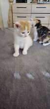 NIO, Katze, Europäisch Kurzhaar-Mix in Olfen - Bild 2