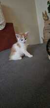 NIO, Katze, Europäisch Kurzhaar-Mix in Olfen - Bild 3