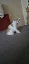 NIO, Katze, Europäisch Kurzhaar-Mix in Olfen - Bild 4