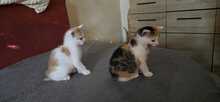 NIA, Katze, Hauskatze in Olfen - Bild 4