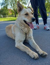 ANTON, Hund, Labrador-Neufundländer-Mix in Berlin - Bild 1