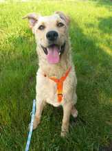 ANTON, Hund, Labrador-Neufundländer-Mix in Berlin - Bild 2