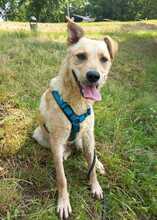 ANTON, Hund, Labrador-Neufundländer-Mix in Berlin - Bild 3