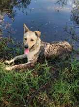 ANTON, Hund, Labrador-Neufundländer-Mix in Berlin - Bild 4