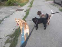 ANTON, Hund, Labrador-Neufundländer-Mix in Berlin - Bild 5