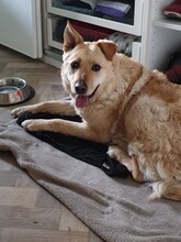 ANTON, Hund, Labrador-Neufundländer-Mix in Berlin - Bild 6