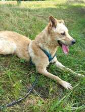 ANTON, Hund, Labrador-Neufundländer-Mix in Berlin - Bild 8