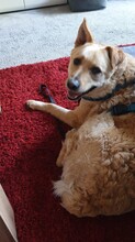 ANTON, Hund, Labrador-Neufundländer-Mix in Berlin - Bild 9
