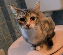 RAVI, Katze, Europäisch Kurzhaar-Mix in Olfen - Bild 1