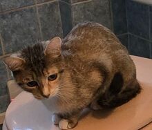 RAVI, Katze, Europäisch Kurzhaar-Mix in Olfen - Bild 2