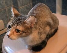 RAVI, Katze, Europäisch Kurzhaar-Mix in Olfen - Bild 3