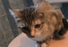 RAVI, Katze, Europäisch Kurzhaar-Mix in Olfen - Bild 4