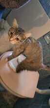 RAVI, Katze, Europäisch Kurzhaar-Mix in Olfen - Bild 5