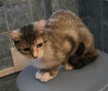 RAVI, Katze, Europäisch Kurzhaar-Mix in Olfen - Bild 7