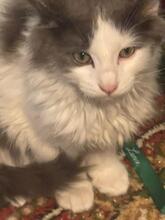 ZIPPO, Katze, Kartäuser-Mix in Rumänien - Bild 1