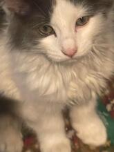 ZIPPO, Katze, Kartäuser-Mix in Rumänien - Bild 2