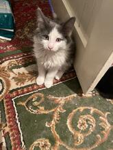 ZIPPO, Katze, Kartäuser-Mix in Rumänien - Bild 3