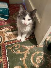 ZIPPO, Katze, Kartäuser-Mix in Rumänien - Bild 4