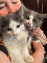 ZIPPO, Katze, Kartäuser-Mix in Rumänien - Bild 5