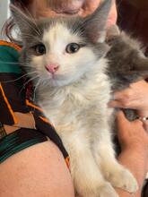 ZIPPO, Katze, Kartäuser-Mix in Rumänien - Bild 6