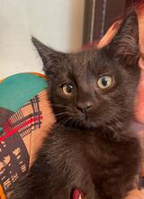 ZORRO, Katze, Kartäuser-Mix in Rumänien - Bild 1