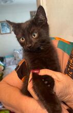 ZORRO, Katze, Kartäuser-Mix in Rumänien - Bild 2