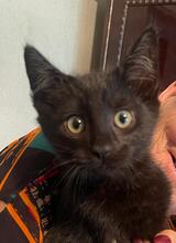 ZORRO, Katze, Kartäuser-Mix in Rumänien - Bild 3