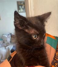 ZORRO, Katze, Kartäuser-Mix in Rumänien - Bild 4